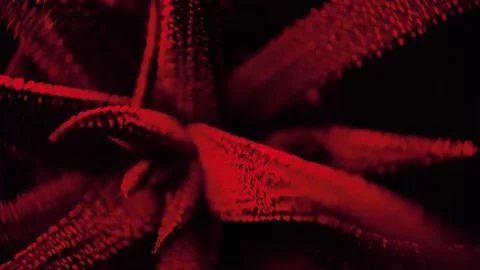 Surreal Succulent Red Stock Footage 203422347