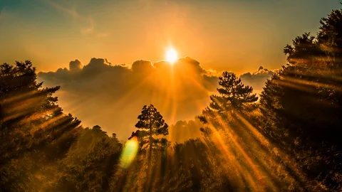 Surreal sunrays forest landscape cinemagraph Stock Footage 101001337