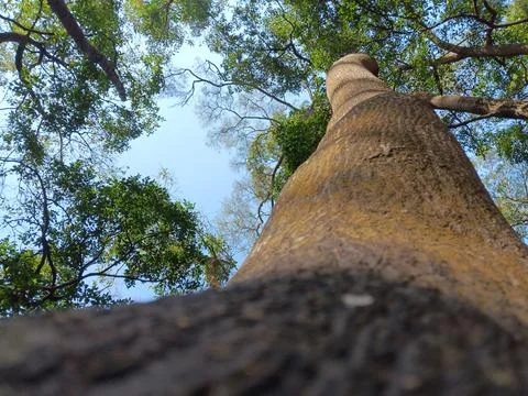 Surreal thick tree trunk striving with strength Stock Photos