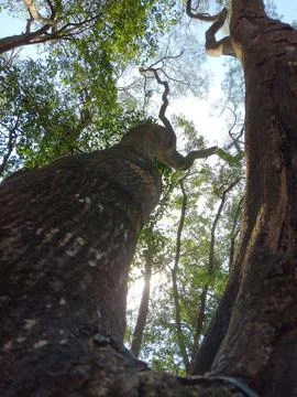 Surreal thick tree trunk striving with strength Stock Photos
