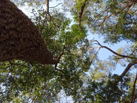 Surreal thick tree trunk striving with strength Stock Photos