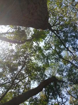 Surreal thick tree trunk striving with strength Stock Photos