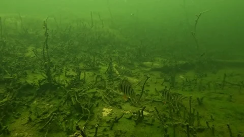Surreal tinted perch quartet drifting above sandy lakebed Video stock 326062139