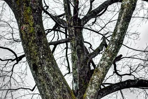 Surreal Tree Stock Photos