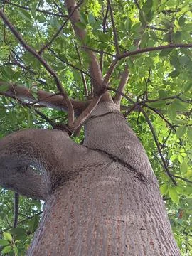 Surreal tree trunk. Association of human shoulder. Stock Photos