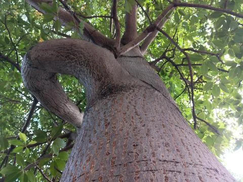 Surreal tree trunk. Association of human shoulder. Stock Photos