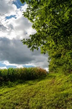 Surreal vertical image of storm clouds rolling over a corn field. Stock Photos