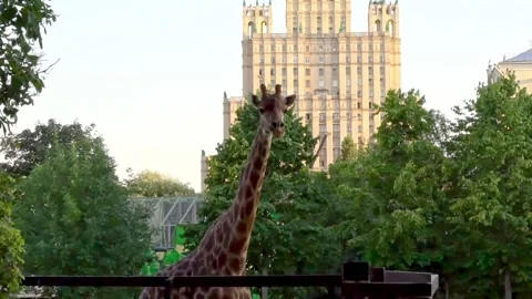 Surreal view of a giraffe against the background of an Empire-style building  Stock Footage 157677999
