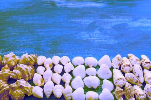 Surrealism composition of a set of shells stones pebbles star hedgehog wooden Stock Photos