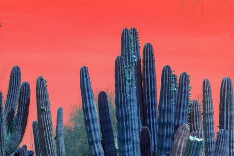 Surrealistic abstract blue cactus with red sky Foto stock
