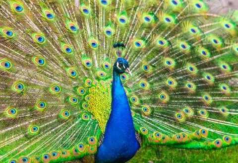 Surrey Peacock Stock Photos