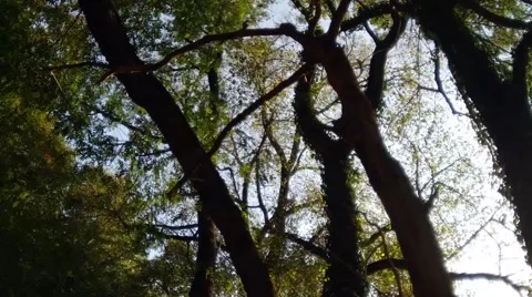 Surround shot of Old forest entangled by ivy 스톡 동영상 57629168