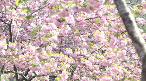 Surrounded by Cherry Blossom Trees Stock Footage 24369227