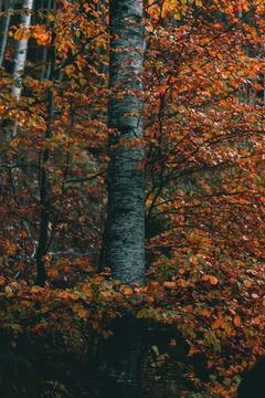 Surrounded by fall vibrant leaves. Stock Photos