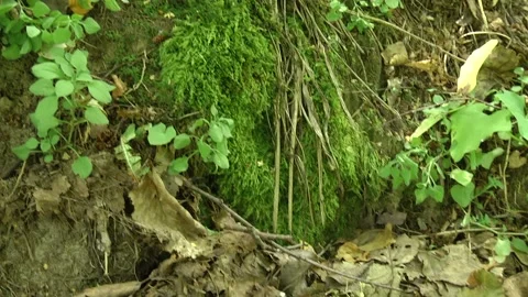 Surrounded by the grass and moss. Stock Footage 105071222