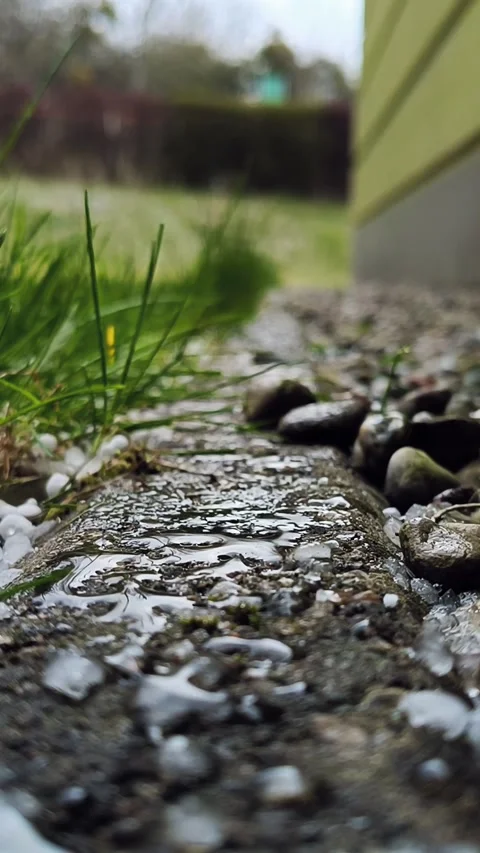 Surrounded by green grass and pebbles near a house wall. Shallow depth of field Stock Footage 311562688