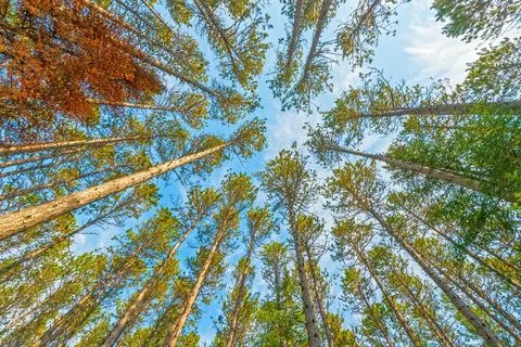Surrounded by a Norway Pine Forest Photos