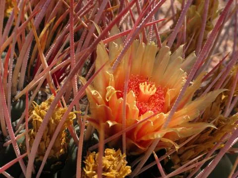 Surrounded Foto stock