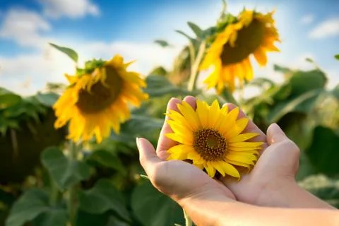 Surrounded by sunflowers Stock Photos