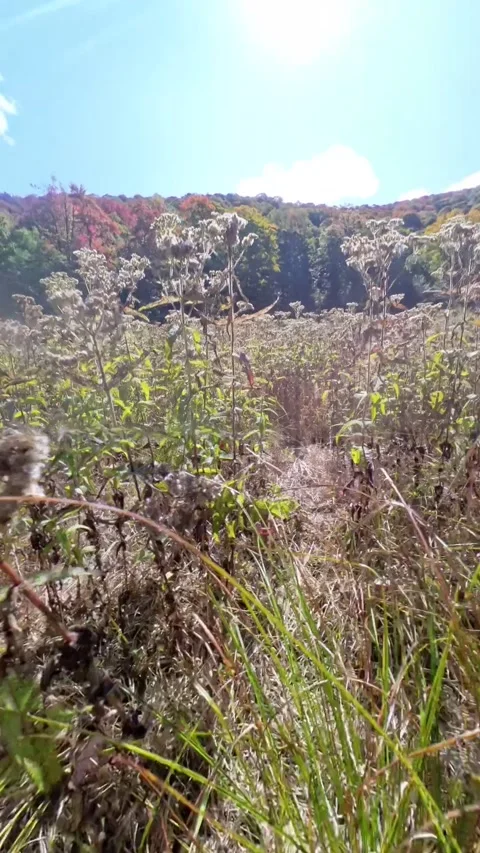 Surrounded by trees 動画素材 294270209