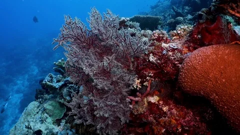 Surrounding a gorgonia underwater Stock Footage 106671395