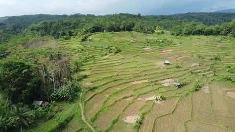 Surrounding rice fields and top views in the Banten area of Indonesia Stock Footage 244644493