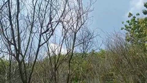 The surrounding scenery of dry tree branches is filled with green grasslands. Stock Footage 323995221