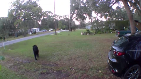 Surveillance camera captures wild black bear sniffing around home for cat fo... Stock Footage 255045220