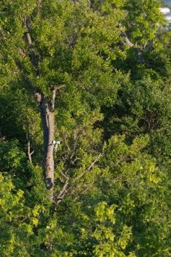Surveillance camera mounted high up on tree Foto stock