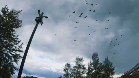 Surveillance camera in the park against the sky. Stock Footage 116564518