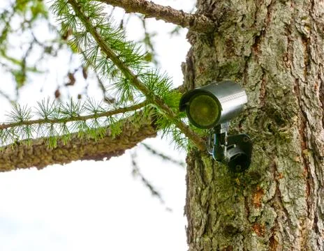 Surveillance camera on the tree Stock Photos