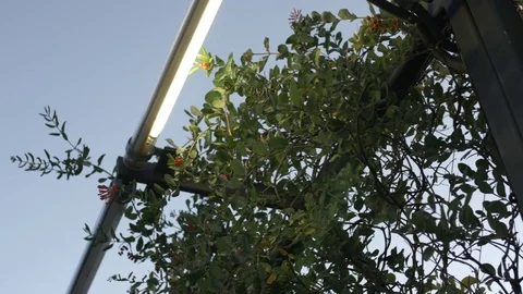 Surveillance Cameras in Trellis Stock Footage 76771232