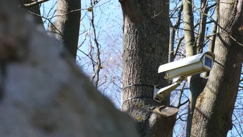 Surveillance Security Camera Attached to a Tree in City Public Park Stock Footage 152647411