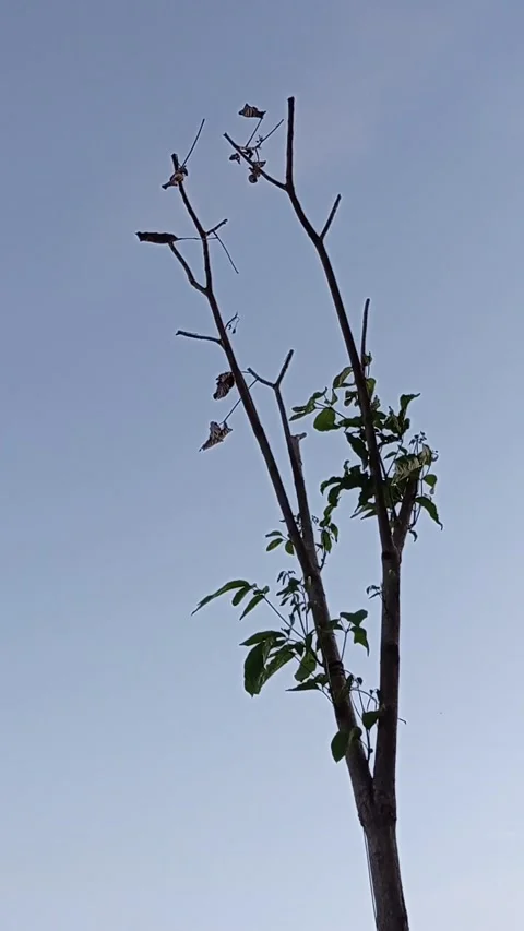 Surviving Leaves Stock Footage 214180364