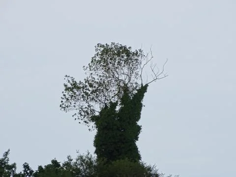 Survivor tree Stock Photos