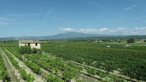 Survol de vignes Stock Footage 167513865