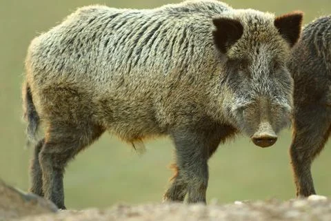 Sus scrofa looking at camera Stock Photos