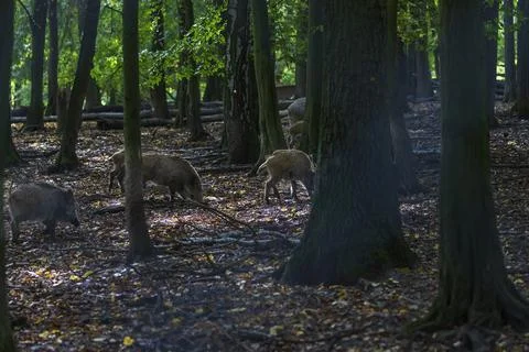 Sus scrofa  - The wild boar, which is in the deep forest Stock Photos