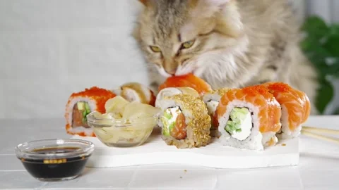 Sushi delivery, restaurant menu video 스톡 동영상 170764748