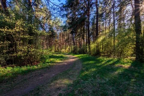 Sushine at spring pine forest with footpath and grass. Stock Photos
