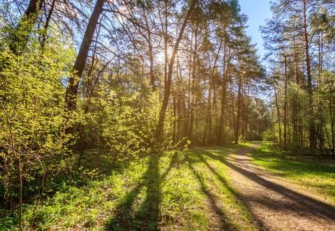 Sushine at spring pine forest with footpath and grass. Stock Photos
