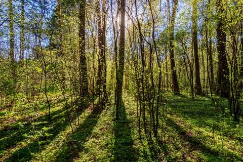 Sushine at spring pine forest with trees and grass. Stock Photos