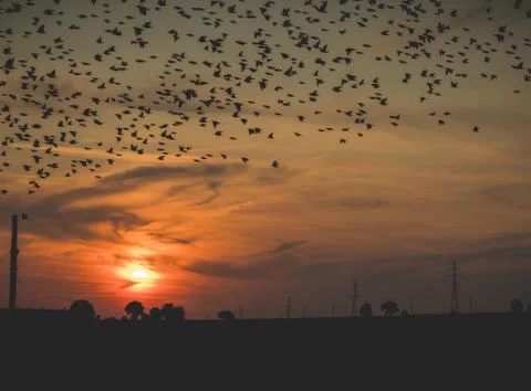 Susnet with birds over fields Stock Photos