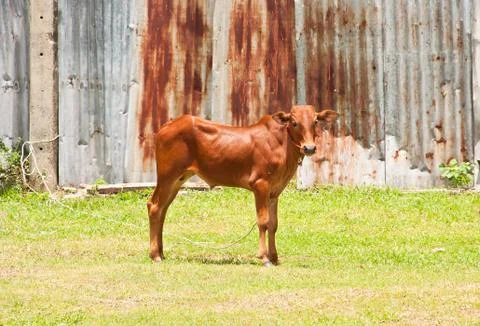 Suspect Stock Photos