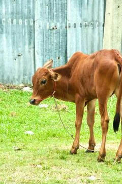 Suspect Stock Photos