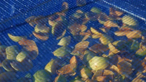 Suspended mesh dryer for berries. The process of harvesting apples for the Stock Footage 219347788