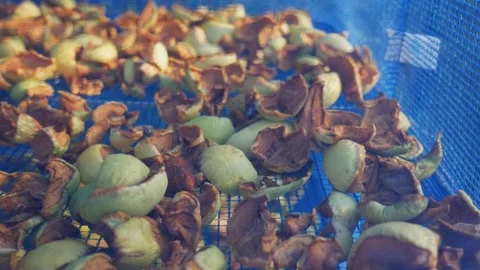 Suspended mesh dryer for berries. The process of harvesting apples for the Stock Footage 221495301