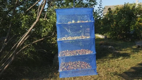 Suspended mesh dryer for berries. The process of harvesting apples for the Stock Footage 221495678