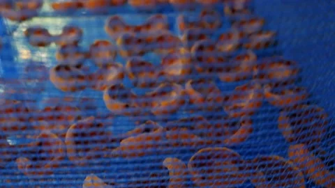 Suspended mesh dryer for berries. The process of harvesting apples for the Video stock 229735804