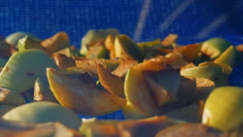Suspended mesh dryer for berries. The process of harvesting apples for the Stock Footage 234592386